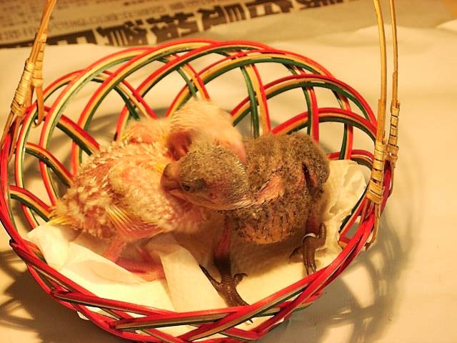 變種黃化黃額