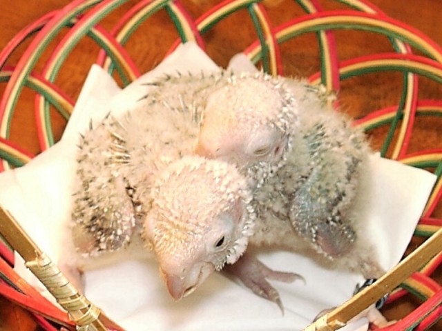 肉桂小太陽幼鳥