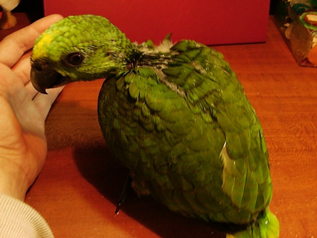 黃領帽幼鳥