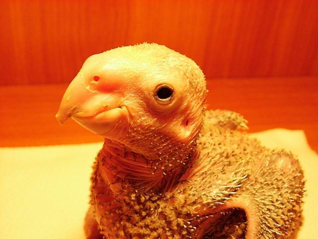 瑪莉亞雙黃帽幼鳥
