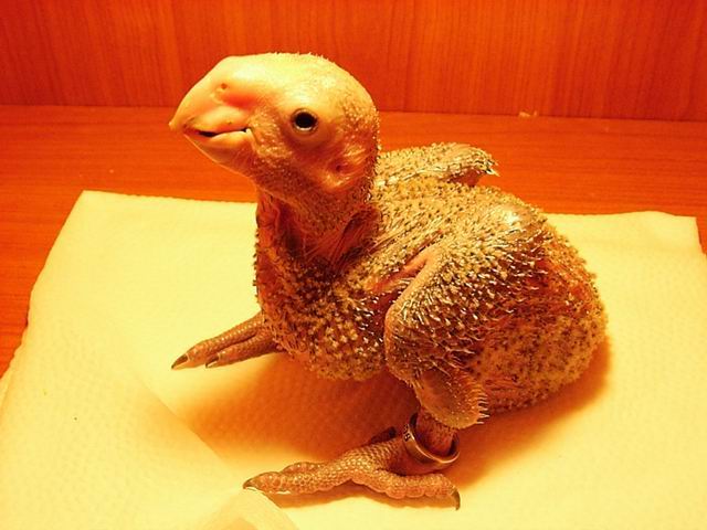 台產瑪莉亞雙黃帽幼鳥