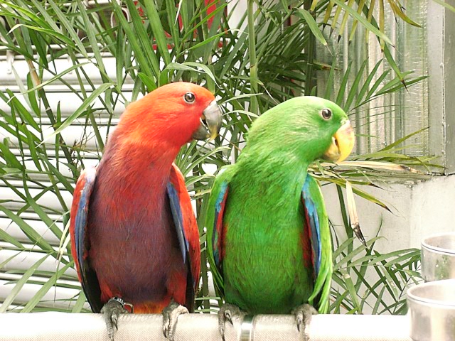 會聽口令的鳥之1