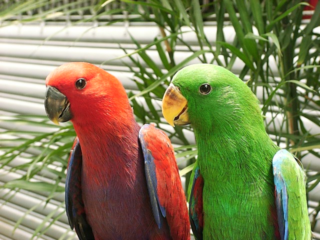 會聽口令的鳥之2