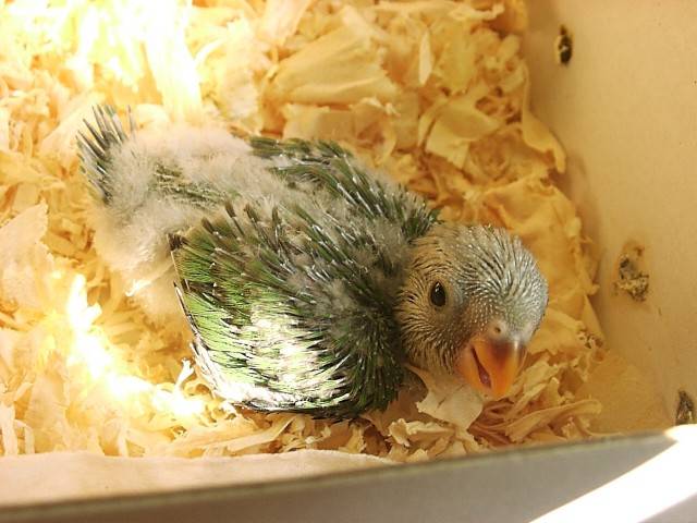 馬達~幼鳥