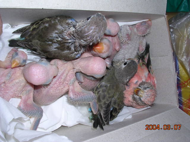 一堆幼鳥