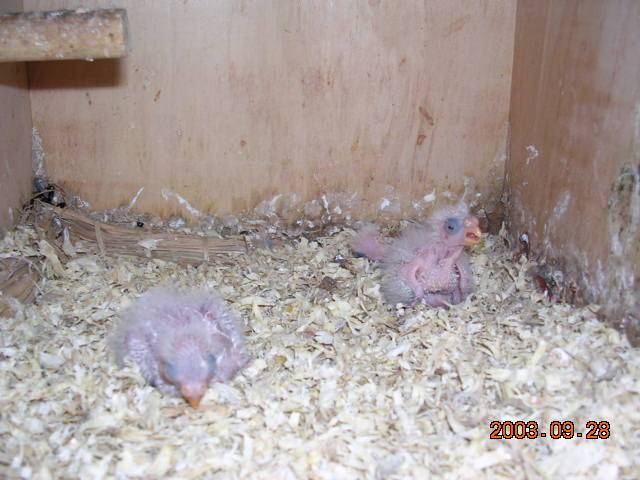秋草幼鳥