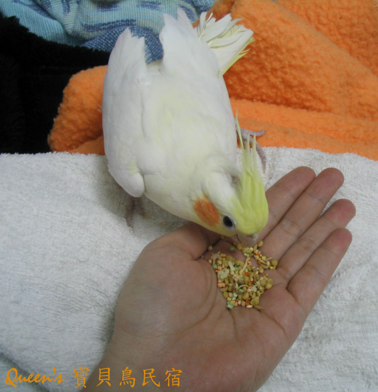 從鳥店來的殘障鳥千金