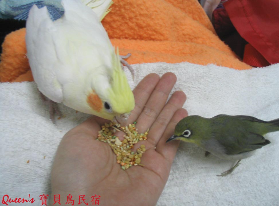 湊熱鬧