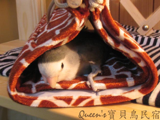 試用睡窩