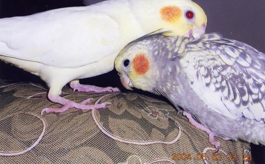 相親相愛的一家鳥