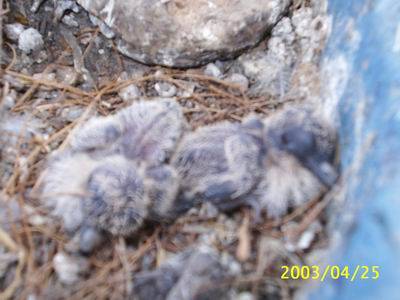 白珍珠斑鳩..