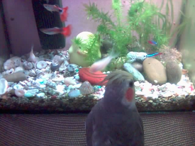 玄鳳寶寶在看魚