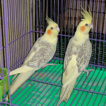玄鳳