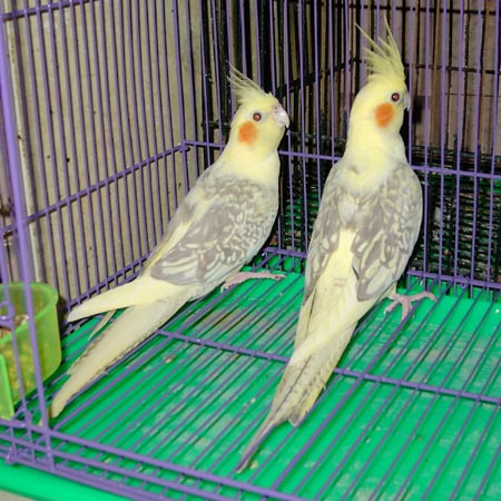 玄鳳