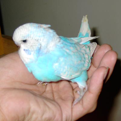一個月大頭幼鳥(大寶)