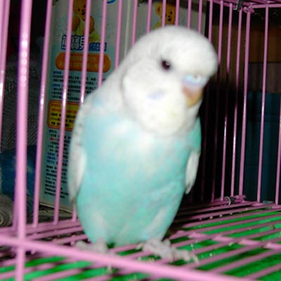 一個月大頭幼鳥(二寶)