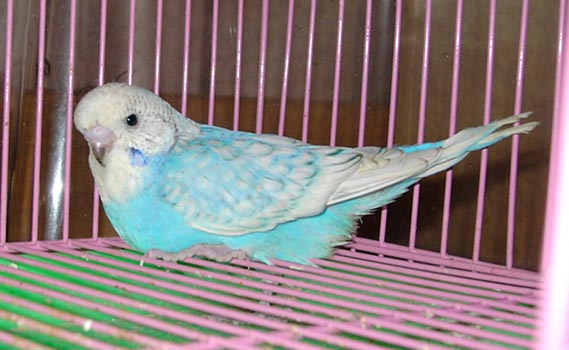 一個月大頭幼鳥(小寶)