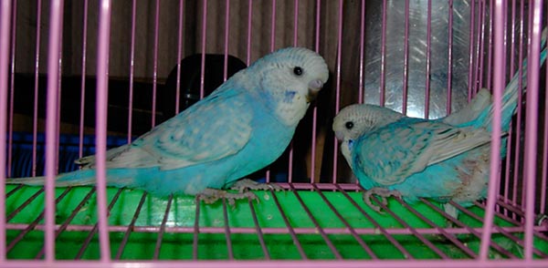 一個月大頭幼鳥