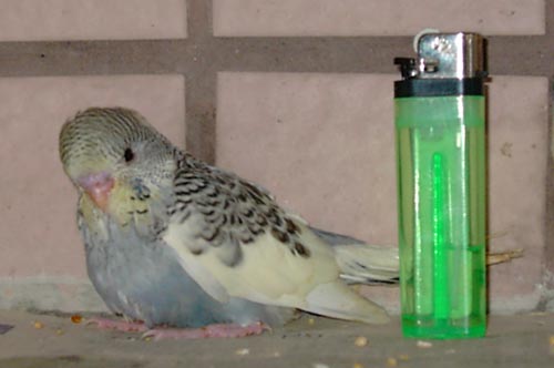 大頭幼鳥