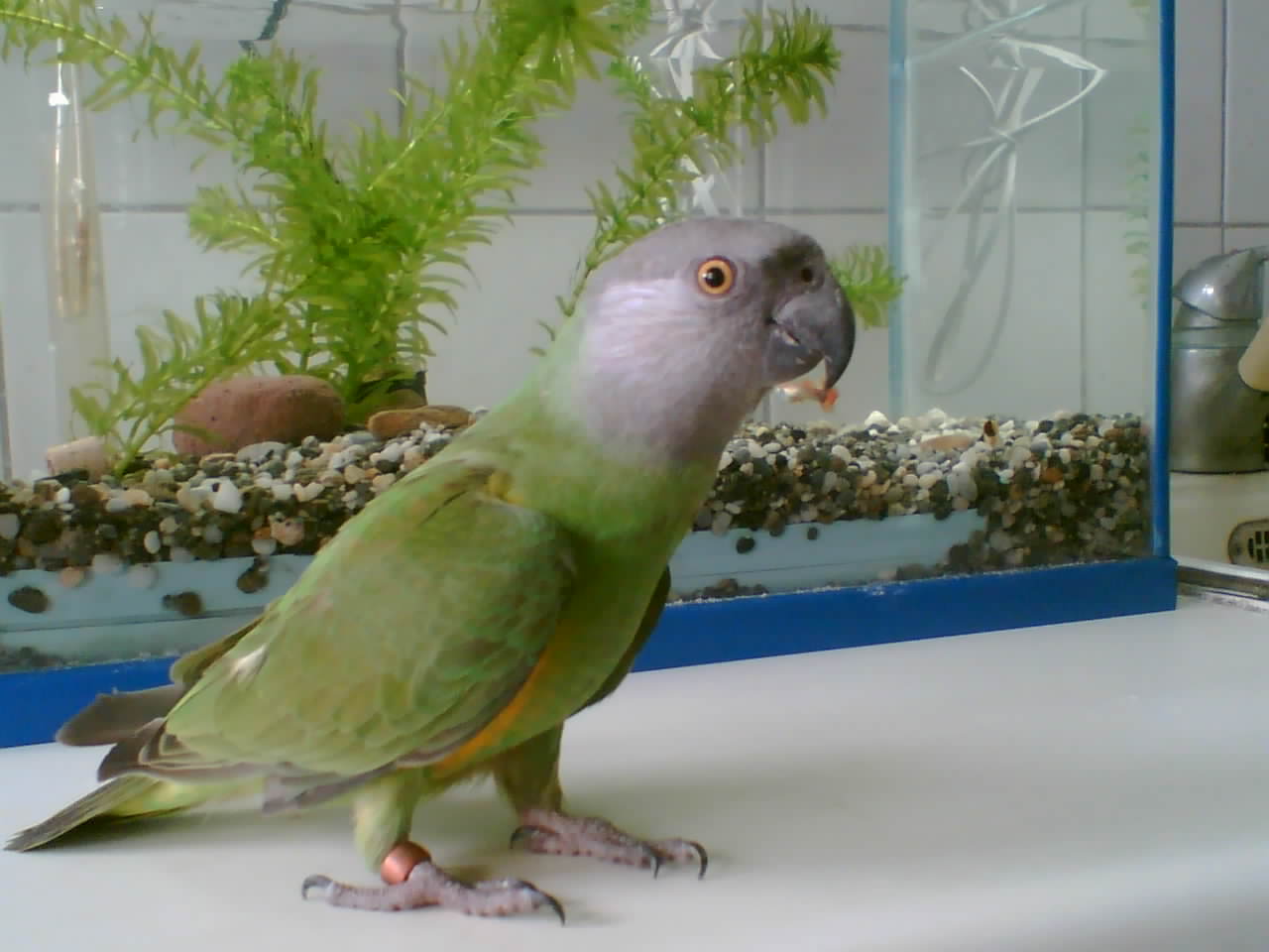 美照