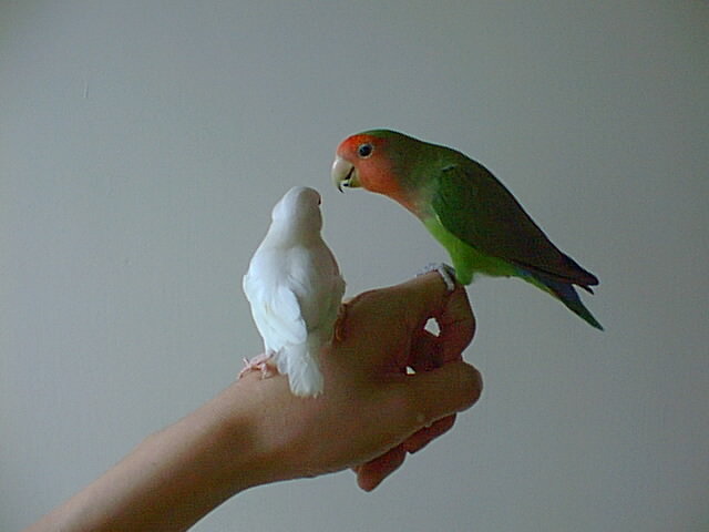鳥類互動
