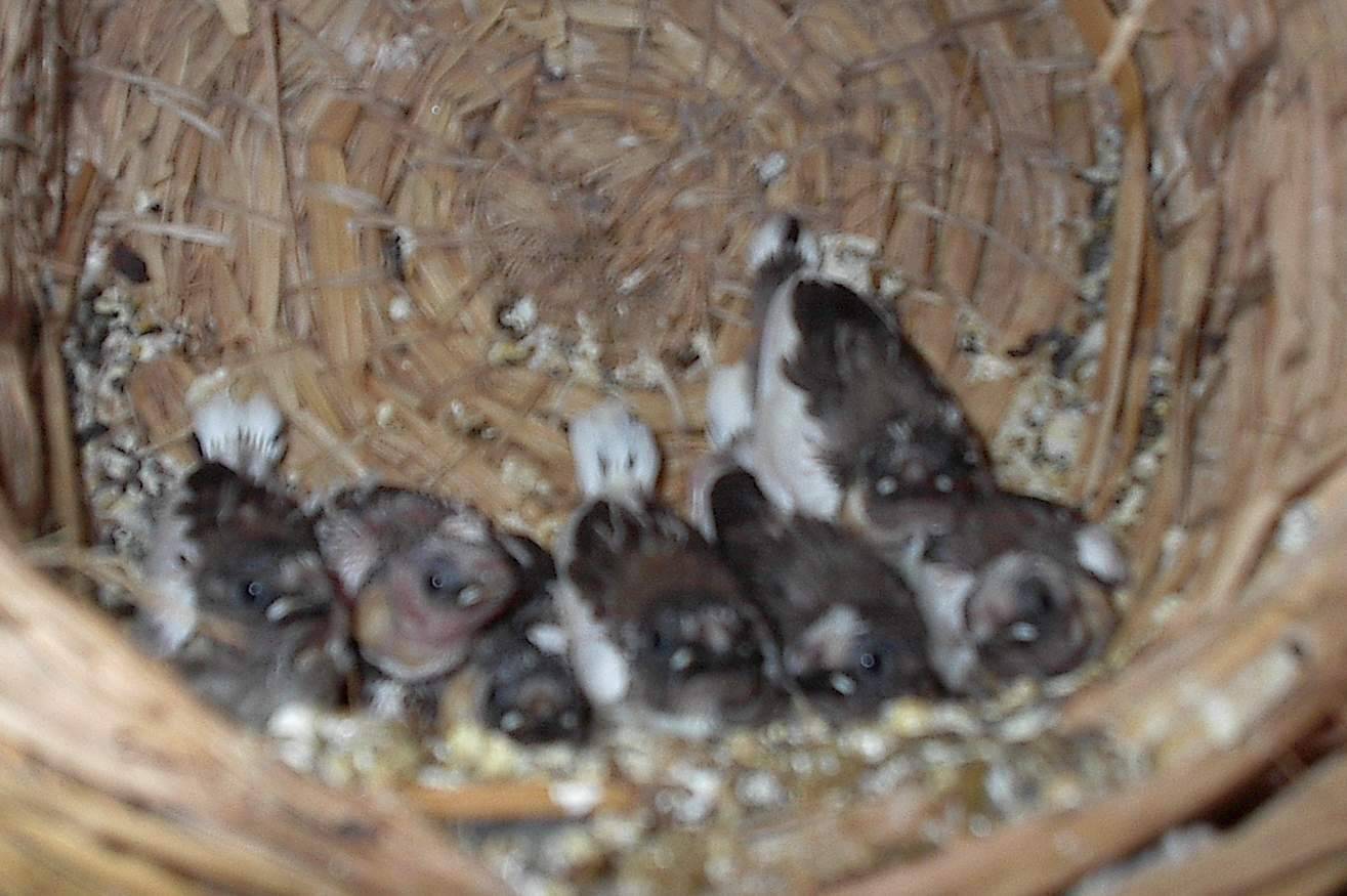 一堆鳥一堆屎