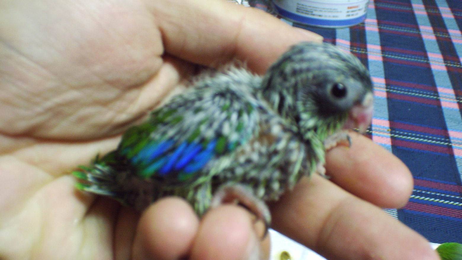 環眼太平洋幼公鳥