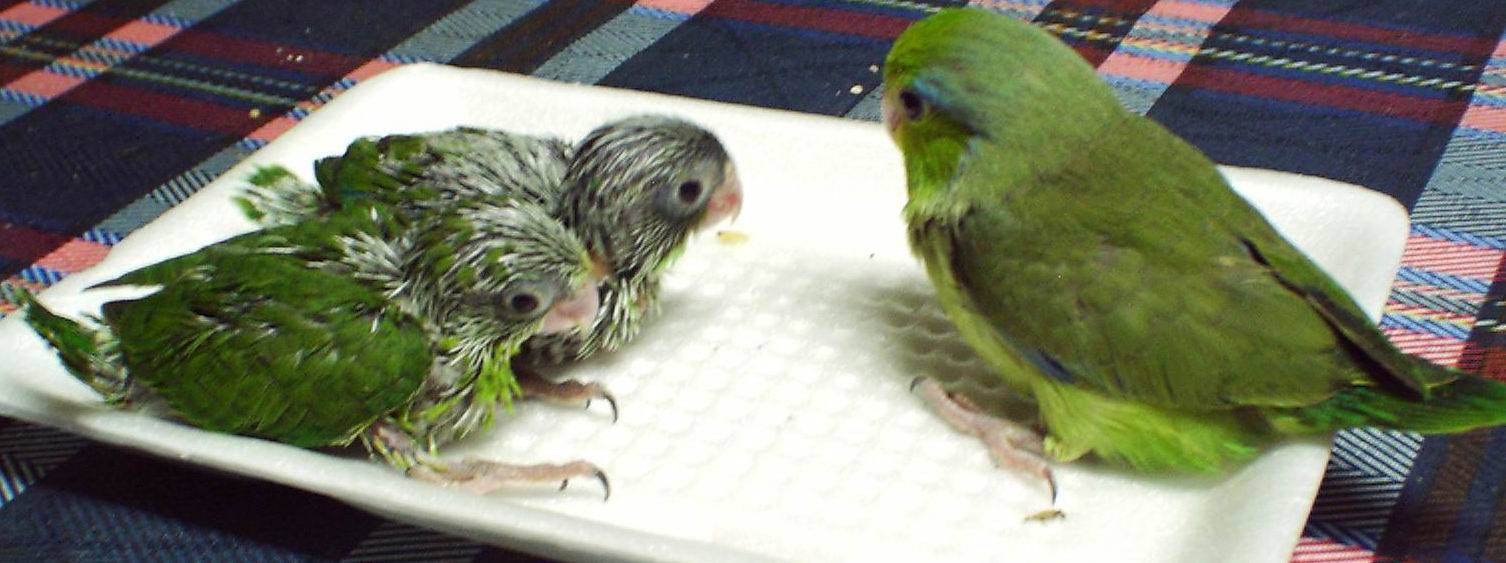 幼鳥