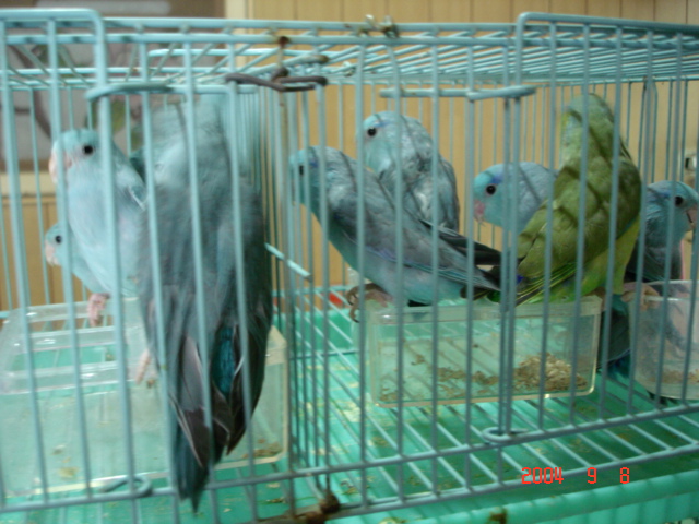 太平洋中鳥