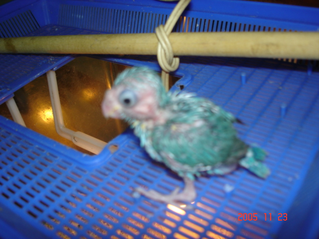 太平洋幼鳥
