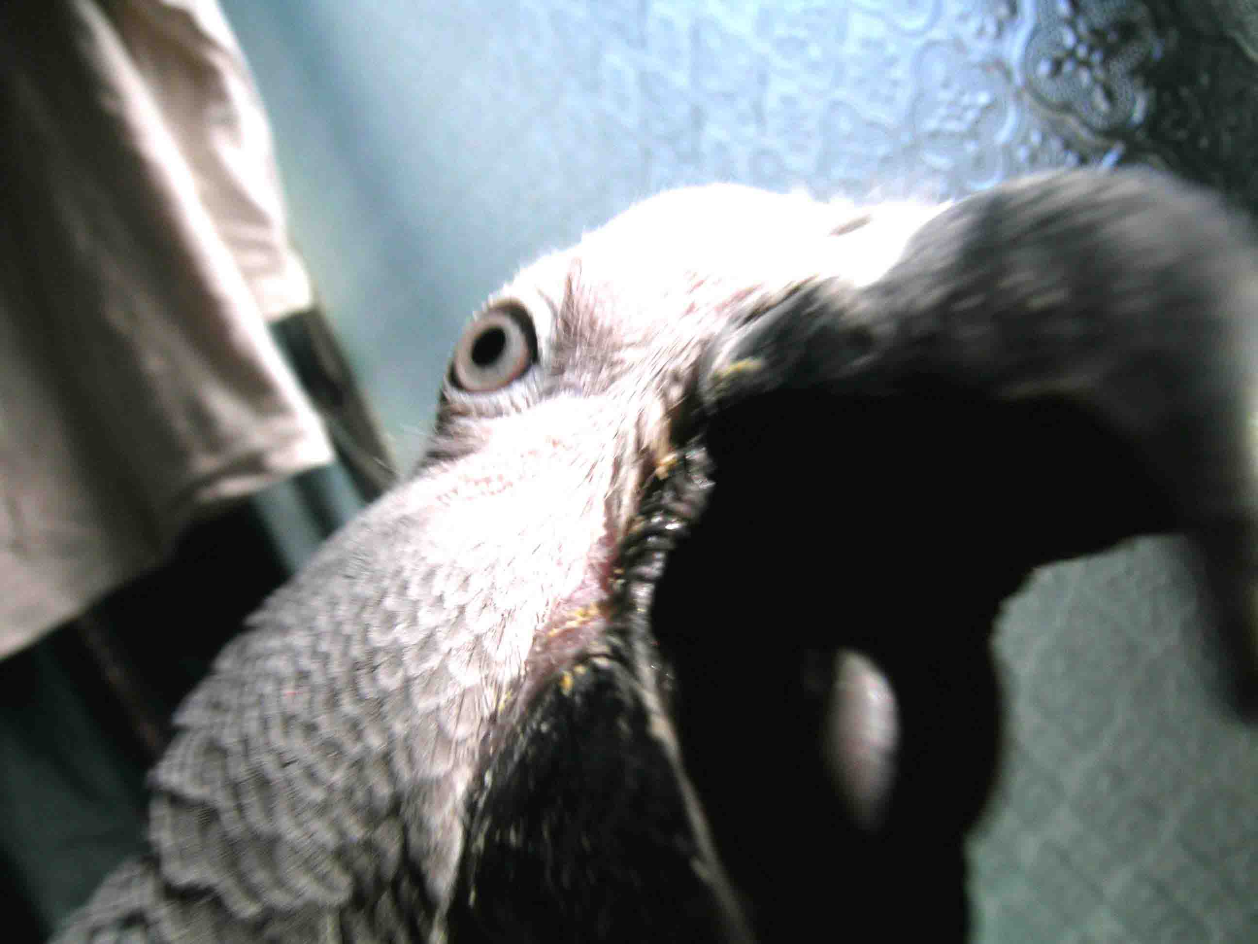 3895582