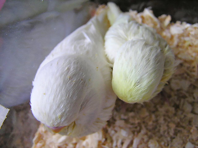 大頭與小頭