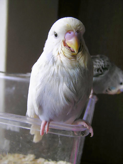 小雪也來湊熱鬧