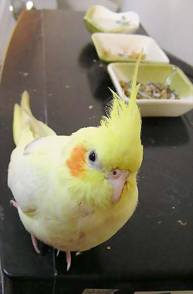小玉的日式餐具組