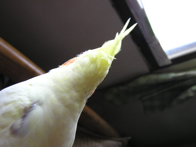最新型竹筍頭