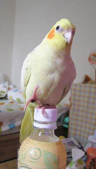金雞獨立