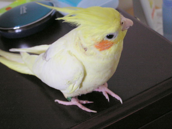 小飛俠