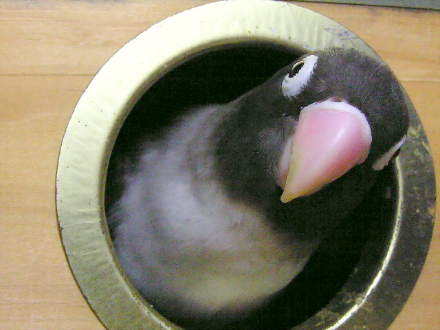 同性戀夫妻檔之烏梅