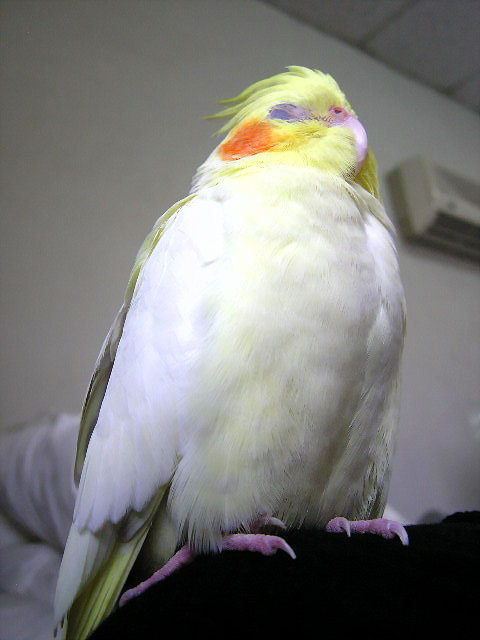 充氣玄鳳