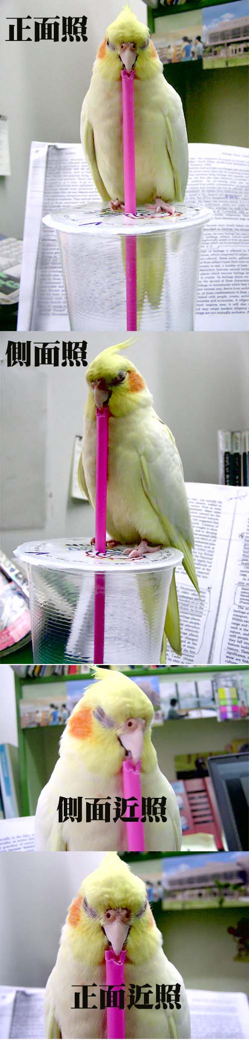 新型直立式鳥床鋪