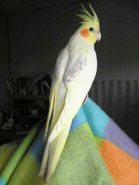 短尾雞+平頭鳥