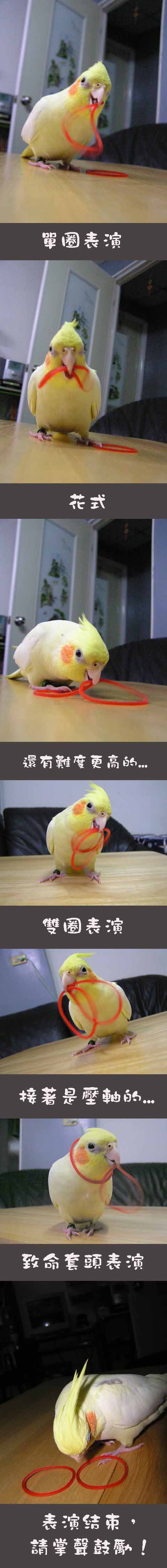鳥戲團特技表演
