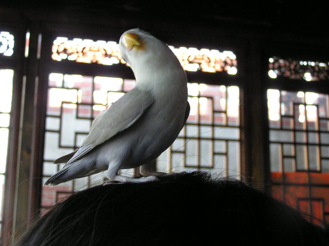 926台南鳥聚