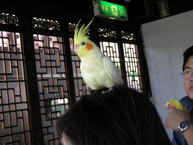 926台南鳥聚