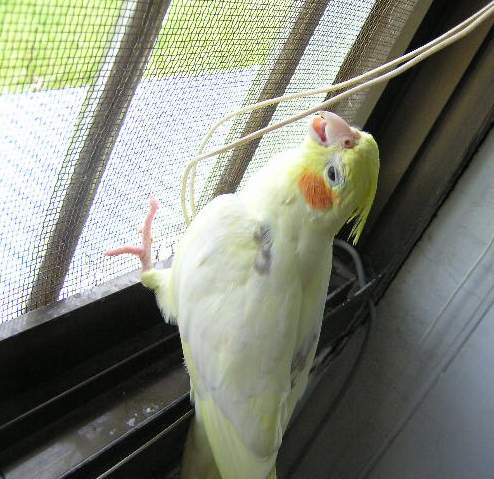 賣造！