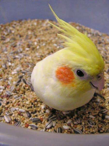 踩在飼料裡的感覺