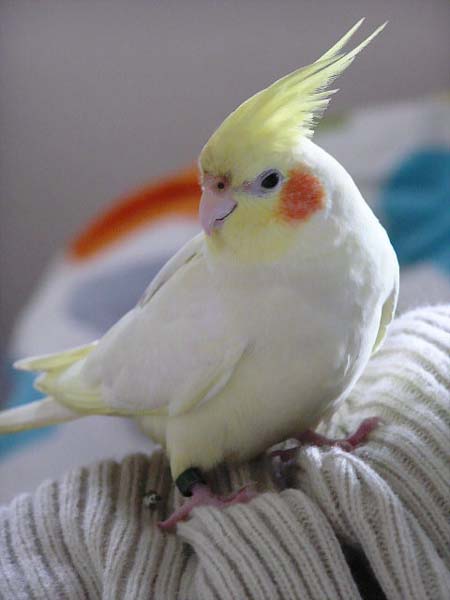 不該跟帥鳥扯上關係的...
