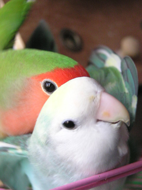 雙鳥舞