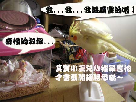 當小玉遇見愛子
