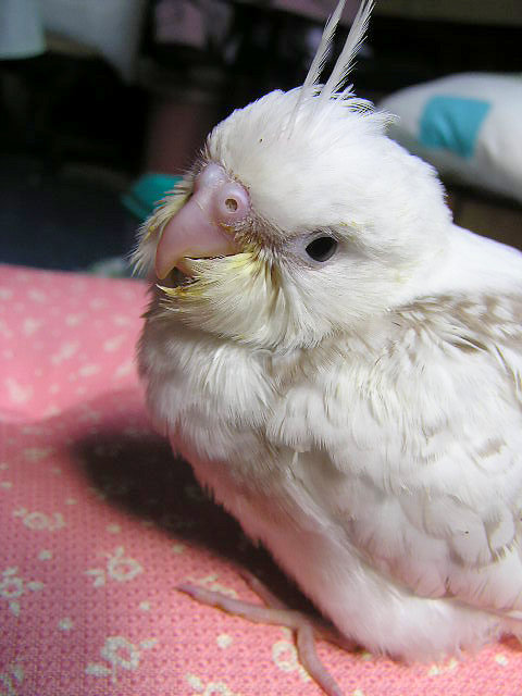 裝可愛